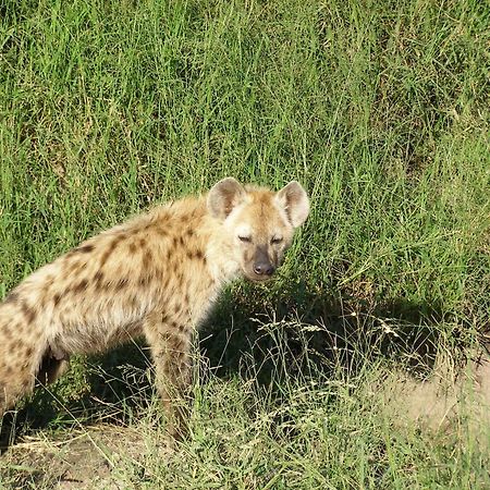 Thornybush Simbambili Lodge Sabi Sand Game Reserve Εξωτερικό φωτογραφία