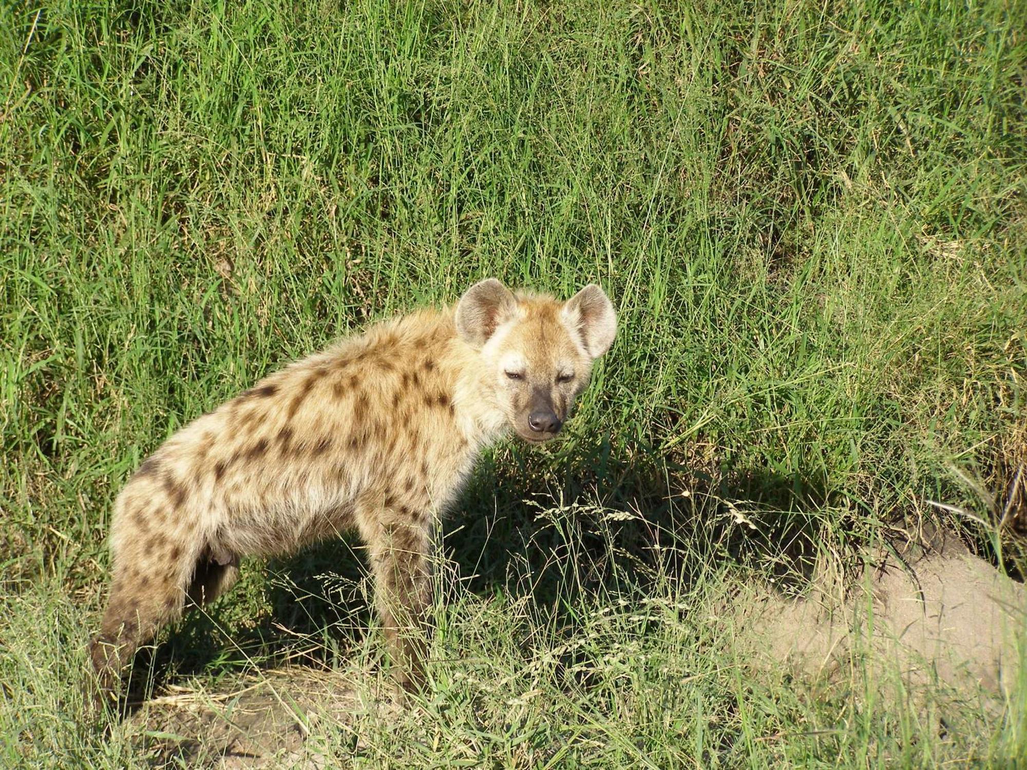 Thornybush Simbambili Lodge Sabi Sand Game Reserve Εξωτερικό φωτογραφία